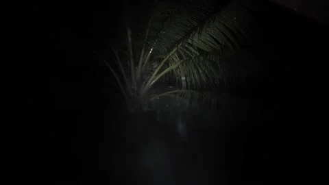 Flashlight in the dark from the first person, palm trees night in the rain Stock Footage 202286627