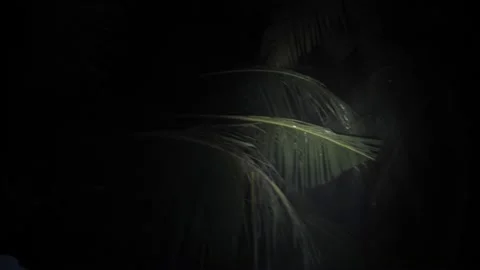 Flashlight in the dark from the first person, palm trees night in the rain Stock Footage 202286648
