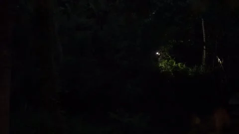 Flashlight light in the forest, moving in the rainforest, wooded area Stock Footage 240732072