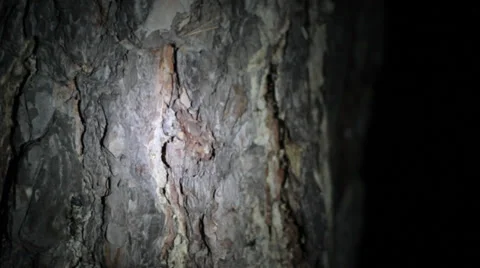 Flashlight on pine bark Stock Footage 36825479