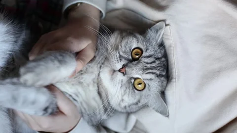 Flashmob with funny cat dance Video stock 165996358