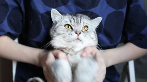 Flashmob with funny cat dance.Pretty Kitty. White british kitty sits on hand Video stock 165901878