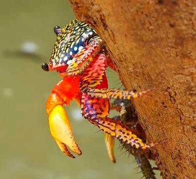 Flashy crab Stockfoto's