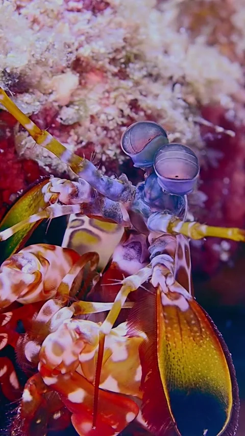 Flashy Peacock Mantis Shrimp, Raja Ampat, West Papua, Indonesia - 18 Jan 2025 Stock Footage 301907568