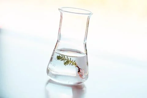 Flask for bio research Stock Photos