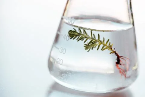 Flask for bio research Stock-Fotos