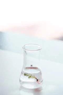 Flask for bio research Stock Photos
