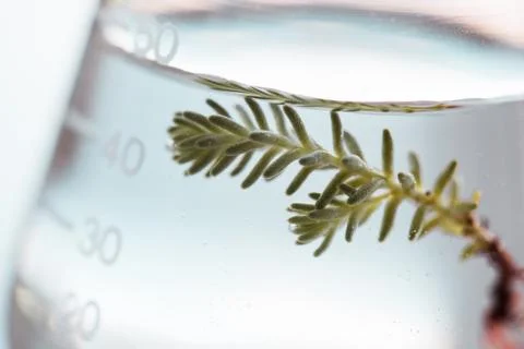 Flask for bio research Stock-Fotos