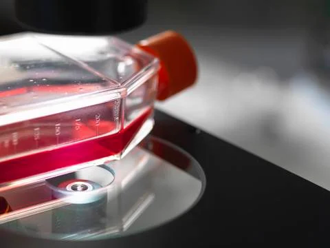 Flask containing cultures sitting on platform of inverted microscope in lab Stock Photos