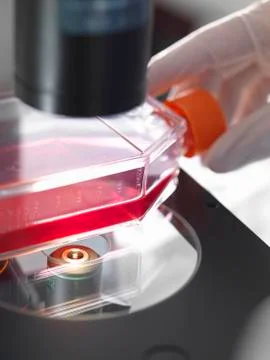 Flask containing cultures sitting on platform of inverted microscope in lab Stock Photos