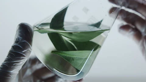 Flask with green plant leaves, Stock Footage 148724767