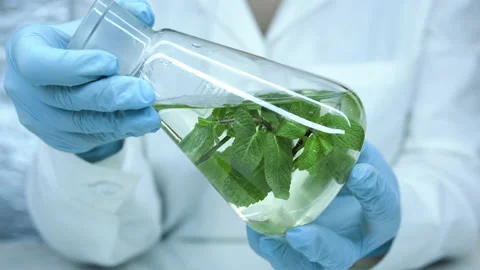 Flask with water and plants. Stock Footage 238836292