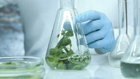 Flask with water and plants. Video stock 238836634