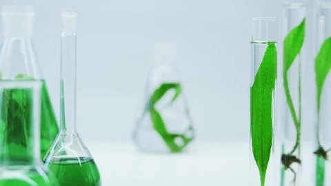 Flasks and test tubes with a algae. Stock Footage 156645136