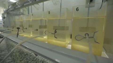Flasks in the laboratory with water quality test. Stock Footage 42431998