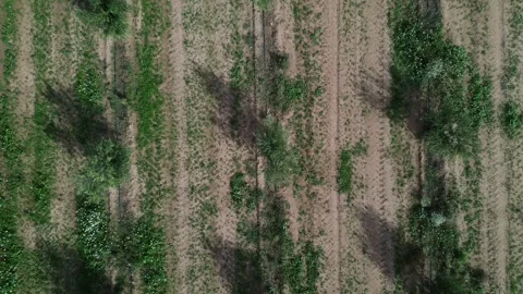 Flat Aerial of Olive Tree Orchard Zooming out with 4k drone Stock Footage 287451646