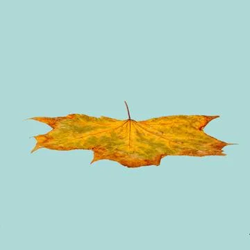 Flat autumn maple leaf on a light blue background isolate Stock Photos