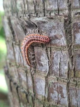 Flat-backed millipede crawling on tree trunk macro shot Stock Photos