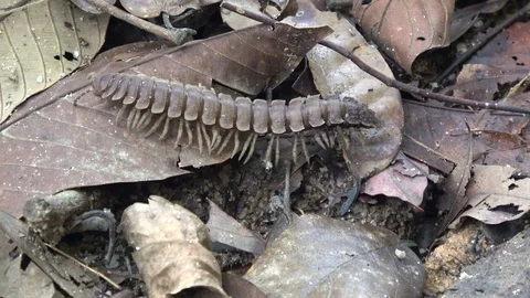 Flat backed millipede, Malaysia Stock-Footage 113215877