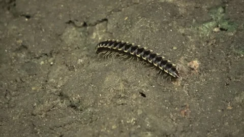 Flat-backed millipede, Malaysia Stock Footage 314842175