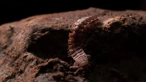 Flat-backed Millipede (Polydesmus angustus) Crawling on Cave Surface Stock Footage 306575000
