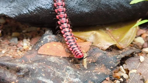 FLAT-BACKED MILLIPEDES walking in the rainy season Video stock 311083853