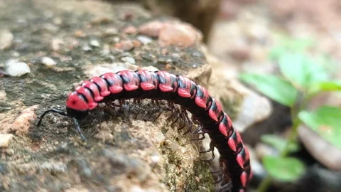 FLAT-BACKED MILLIPEDES walking in the rainy season Stock Footage 311083935