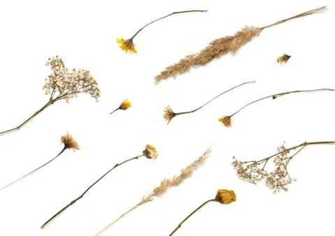 Flat background lined from dry plants. Autumn herbarium Stock Photos