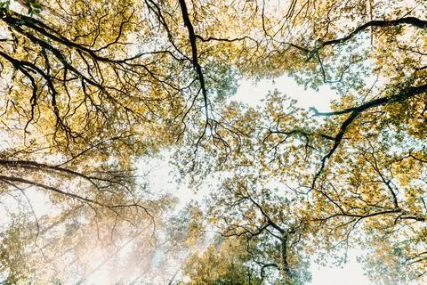 Flat background of the top of the trees during autumn on colorful tones and.. Stock Photos