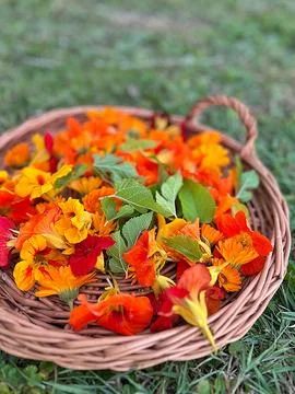 A flat basket with collected flowers Stock Photos