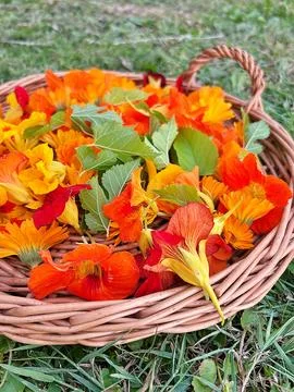 A flat basket with collected flowers Stock Photos