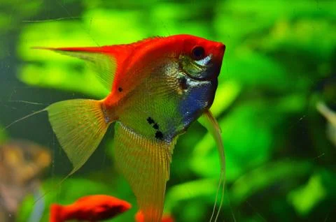 Flat, beautiful silver fish with a long fin Stock Photos