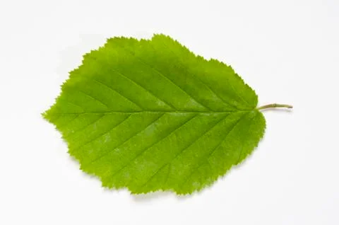 Flat Beech leaf Stock Photos