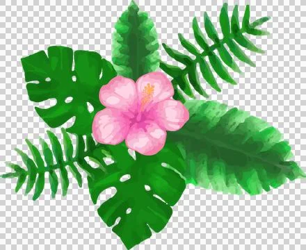 Flat botanical art is featuring pink hibiscus on transparent backdrop with Stock Illustration