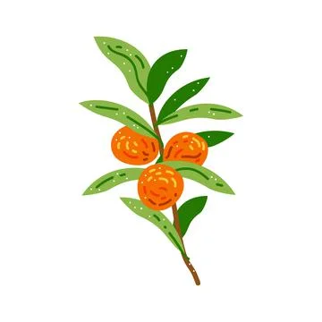 Flat branch with fruit orange. Vector illustration mandarin isolated on white Stock Illustration