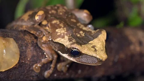 Flat broad-headed tree frog (Osteocephalus planiceps) leaps from a branch Stock Footage