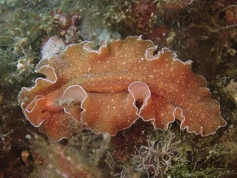 A flat brown sea worm with white edges, golden flatworm (Yungia aurantiaca), Stock Photos