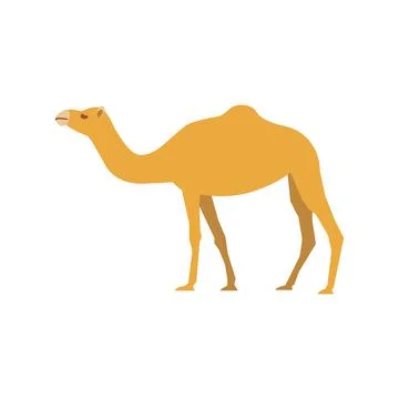Flat camel on white background 스톡 일러스트