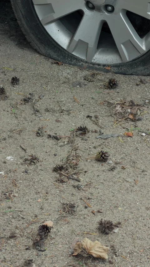 Flat car tire on sandy ground beside scattered pine cones, leaves, and debris Stock Footage 345765542
