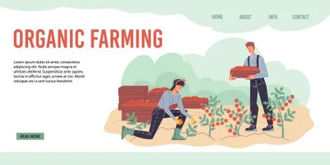 Flat cartoon characters harvesting, vector illustration concept Stock Illustration