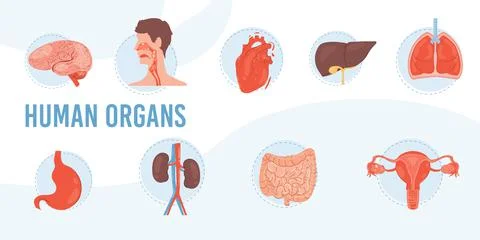 Flat cartoon internal organs vector illustration concept Stock Illustration