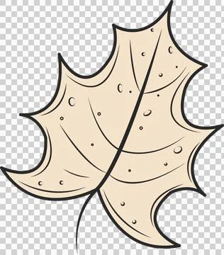 Flat cartoon maple leaf floating on transparent background showing dark outlines Stock Illustration