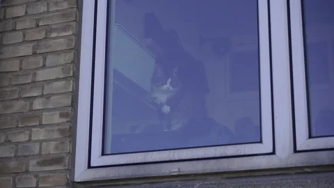 Flat. The cat is sitting on the window. Stock Footage 210264991