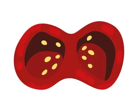 Flat chili pepper slice Stock Illustration