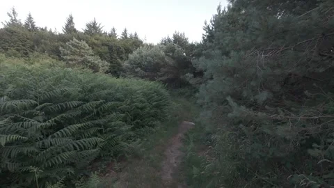 Flat color dirt trail through dense green ferns and trees Stock Footage 340445853