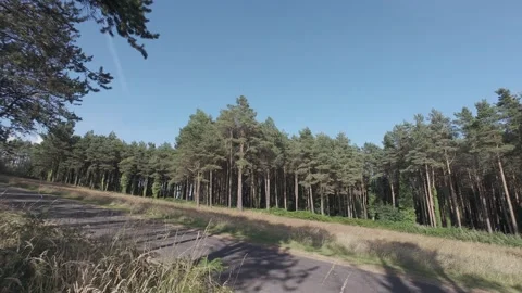 Flat color hillside pine trees under bright blue sky Stock Footage 340443868