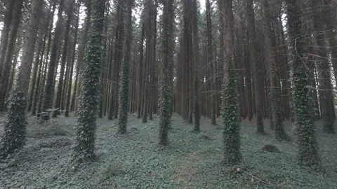 Flat color low angle wide view looking up at forest canopy Stock Footage 340443343