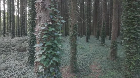 Flat color pine forest with trunks covered in green climbing plants Stock Footage 340443256