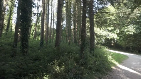 Flat color video of sunlight shining through green forest leaves Stock Footage 340442716