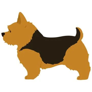 Flat colored black and brown Norwich Terrier in side view Stock Illustration
